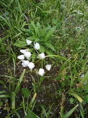 Allium neapolitanum
