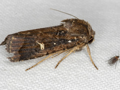 Proteuxoa hydraecioides