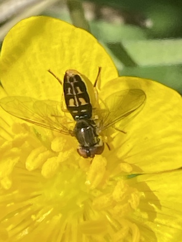 iNaturalist observation photo of Margined Calligrapher
