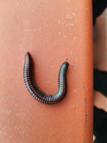 Ommatoiulus sabulosus