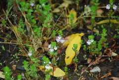 Euphrasia maximowiczii