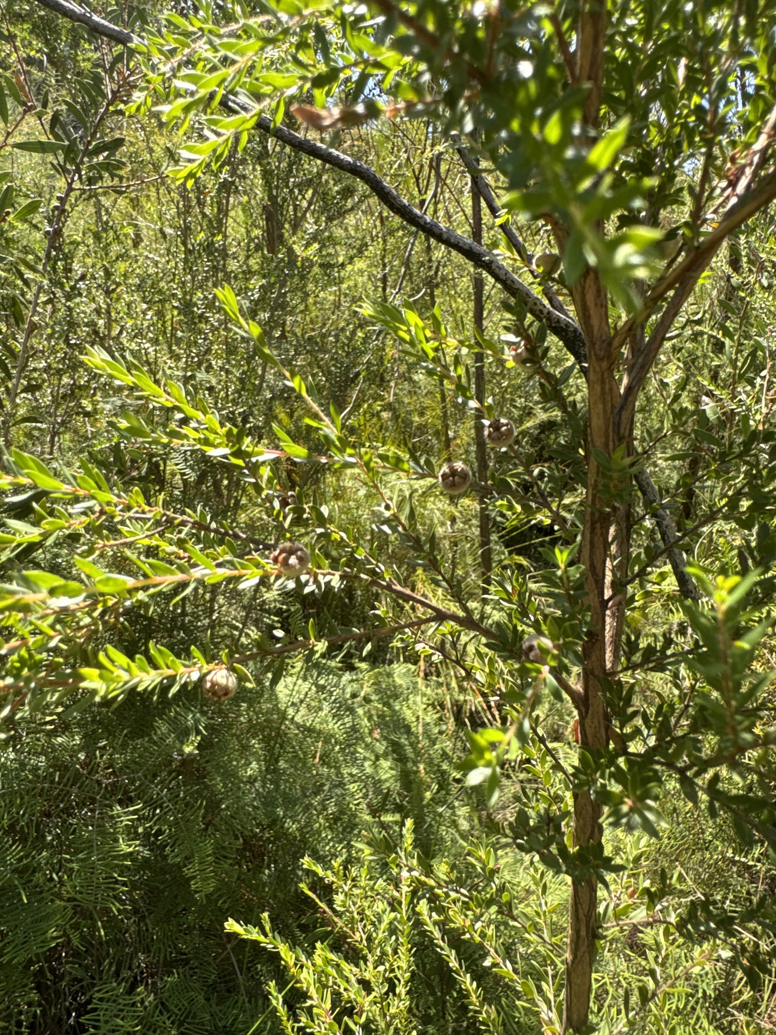 Leptospermum glabrescens