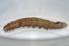 Achaea indeterminata