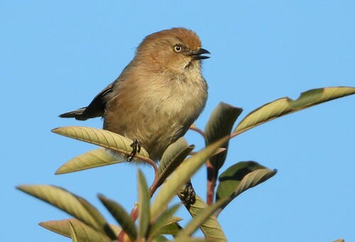 Bushtit, photo 7 of 7