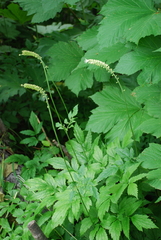 Actaea simplex