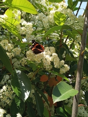 Vanessa atalanta