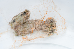 Achaea indeterminata