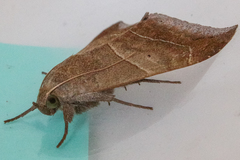 Achaea indeterminata