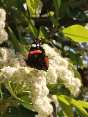 Vanessa atalanta