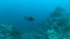 Chirodactylus spectabilis