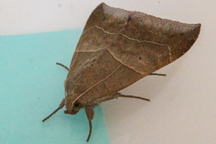 Achaea indeterminata
