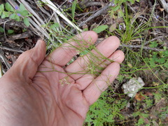 Spermolepis inermis