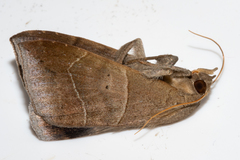 Achaea indeterminata