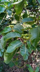 Psychotria boenyana
