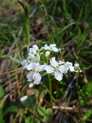 Cardamine trifolia