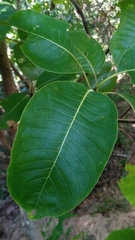 Psychotria boenyana