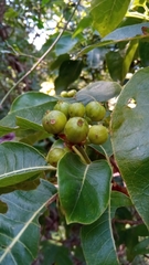 Psychotria boenyana