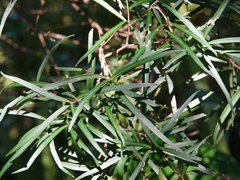 Nestegis montana