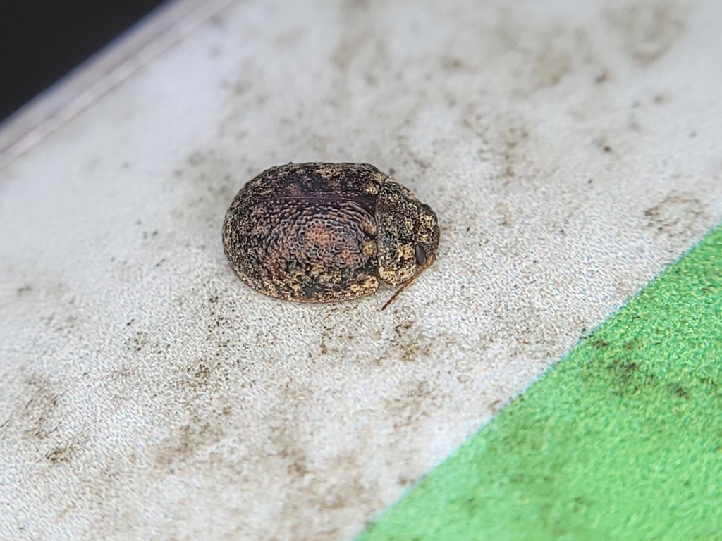 Australian tortoise beetle