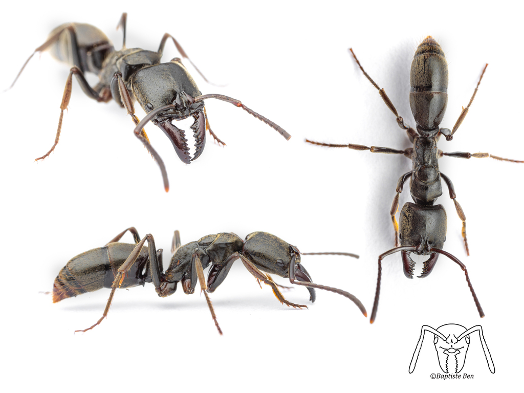 Pachycondyla procidua