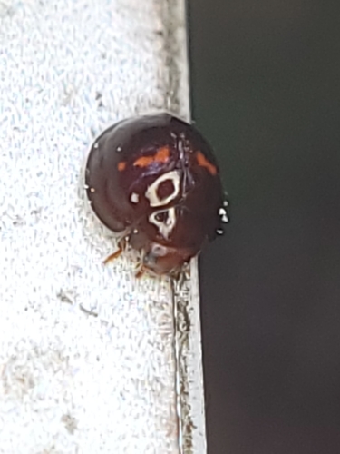 Heather Ladybird photo 5