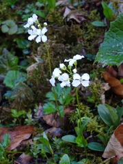 Cardamine trifolia