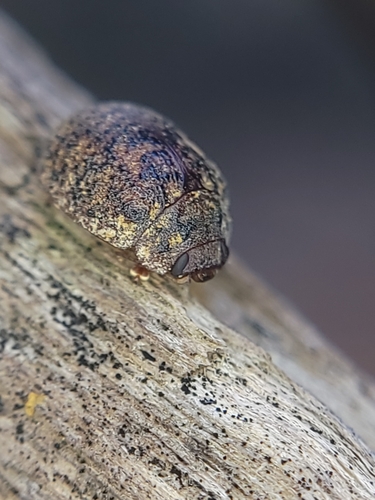 Australian Tortoise Beetle photo 3