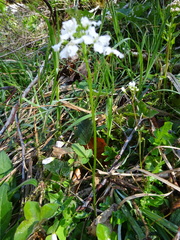 Cardamine trifolia