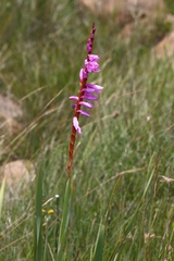 Watsonia pulchra
