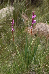 Watsonia pulchra