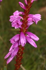 Watsonia pulchra