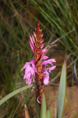 Watsonia pulchra