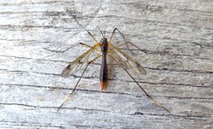 Ptychoptera albimana