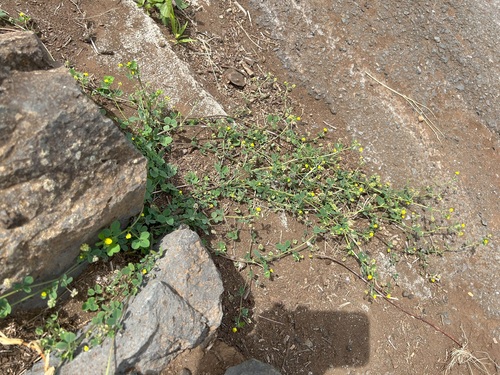 Medicago lupulina observed 2024-02-24