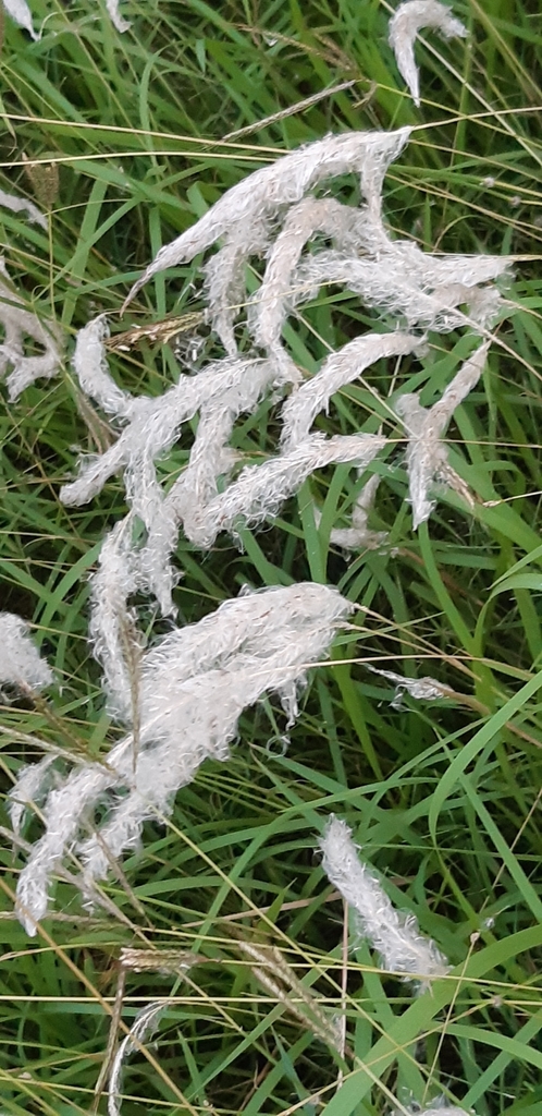 Cỏ tranh – Imperata cylindrica