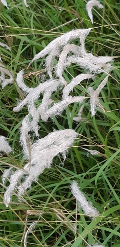Imperata cylindrica iNat (2)