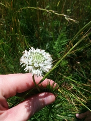 Marshallia caespitosa