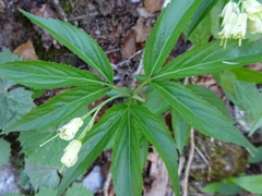Cardamine enneaphyllos