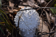 Amanita pyramidifera
