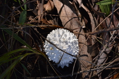 Amanita pyramidifera