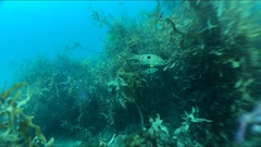 Notolabrus celidotus