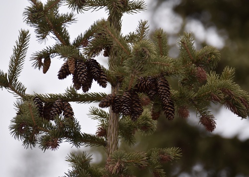 Western white spruce (Picea × albertiana)
