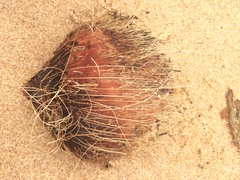 Cocos nucifera