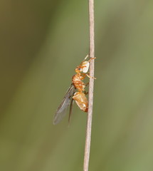 Acropyga