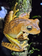 Blacksmith Tree Frog photo 2