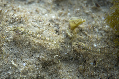 Lepidoblennius haplodactylus