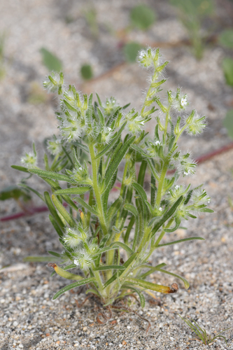 Gander's cryptantha (Cryptantha ganderi)