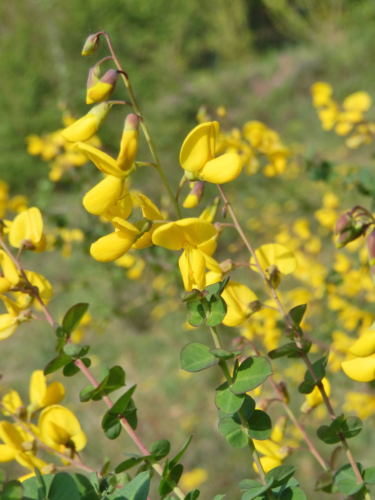 Sessile-leaved Broom