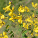Sessile-leaved Broom - Photo (c) lorenzodotti, some rights reserved (CC BY-NC), uploaded by lorenzodotti