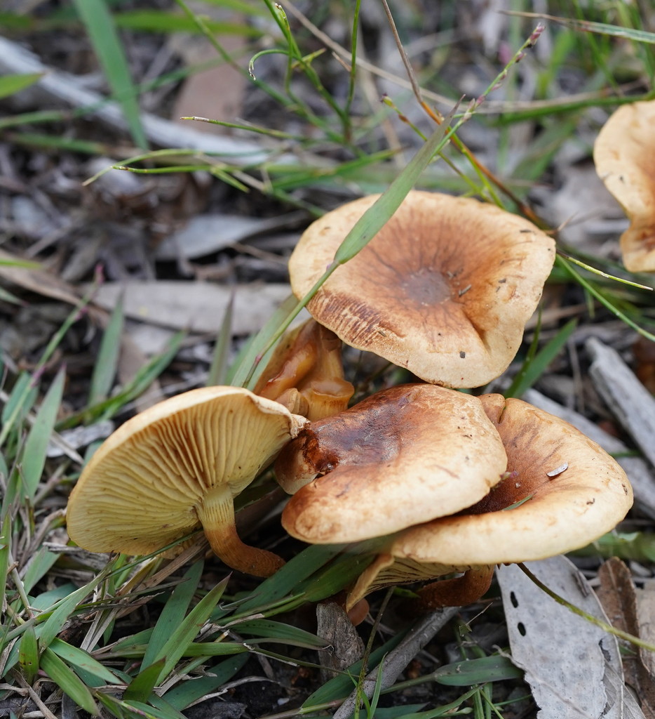 Pholiota communis